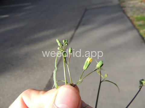 nipplewort